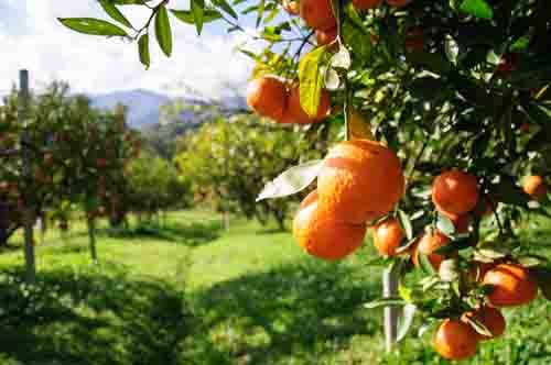Florida Citrus Fruit grows in an orchard